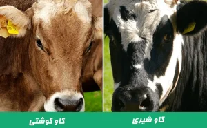 مقایسه گاو شیری و گاو گوشتی - ‌آدان دانه