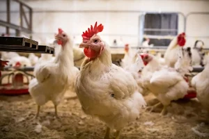 آشنایی با مرغ تخمگذار نژاد هایلاین - آدان دانه