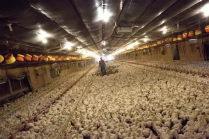 دمای مناسب مرغ تخمگذار و روش فراهم کردن آن - آدان دانه