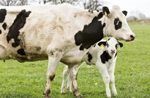 مزایای استفاده از مکمل گاو خشک و تلیسه - آدان دانه