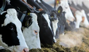 نقش پروتئین در رشد و عملکرد گاوهای شیری