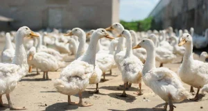 مزایا و روش‌های پرورش اردک - شرکت آدان دانه