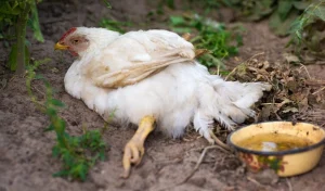 بیماری های رایج مرغ گوشتی - شرکت آدان دانه