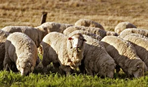 نکات مهم در پرورش گوسفند پرواری