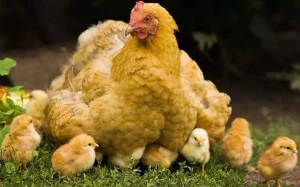 تاثیر تغذیه مرغ مادر بر رشد و عملکرد جوجه ها